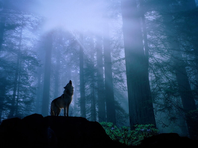 wolf howling in misty forest