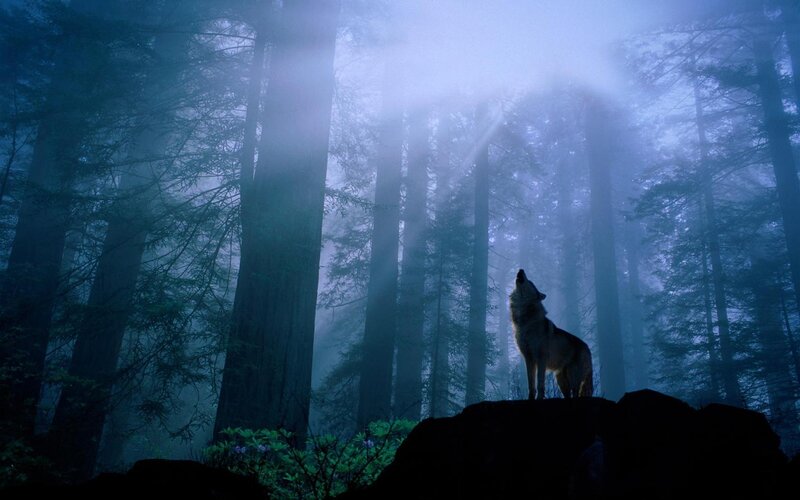 Wolf howling in misty forest
