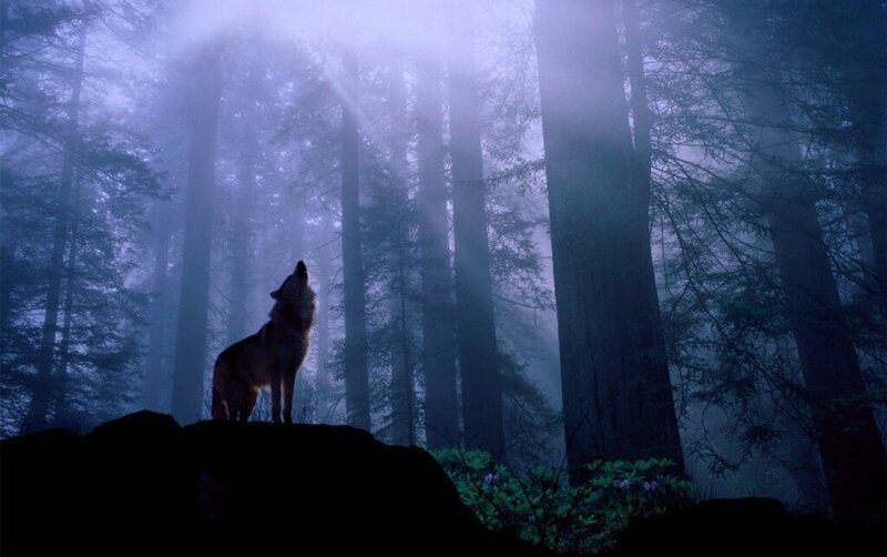 Wolf howling in misty forest