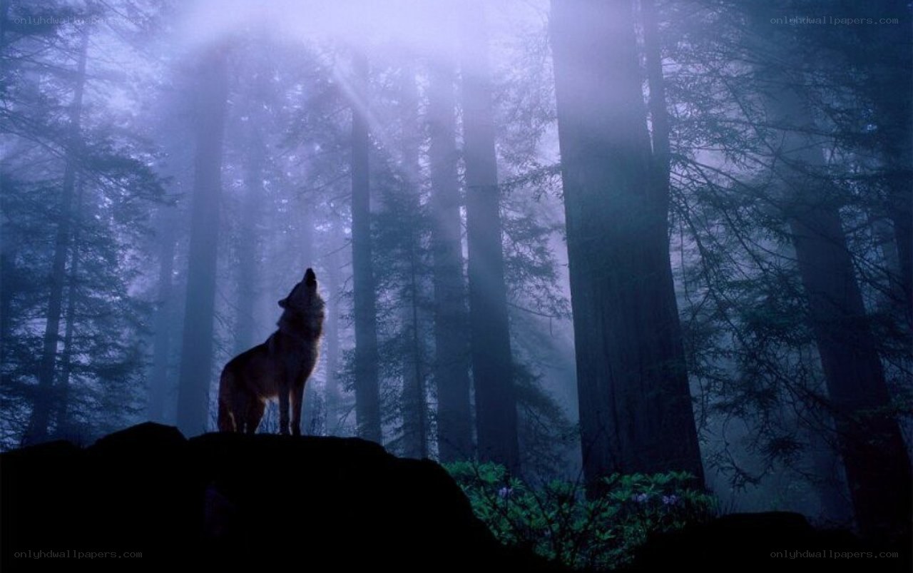 Wolf howling in misty forest