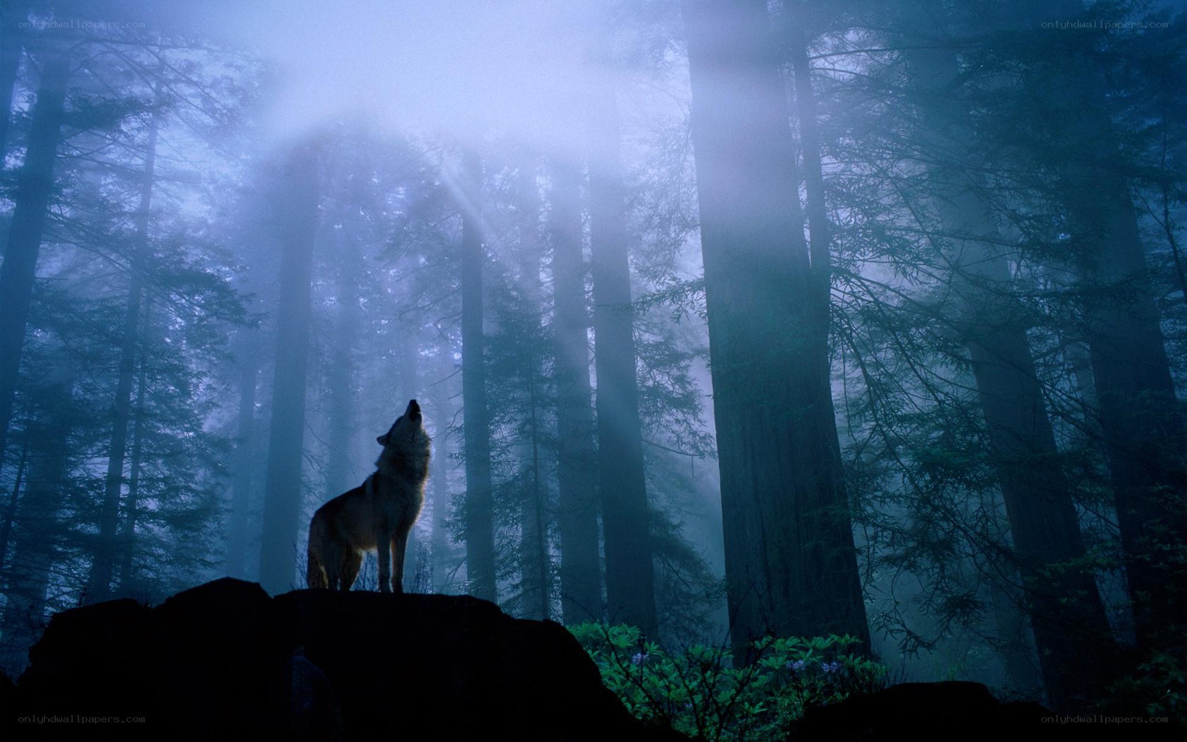 Wolf howling in misty forest