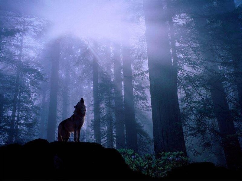 Wolf howling in misty forest