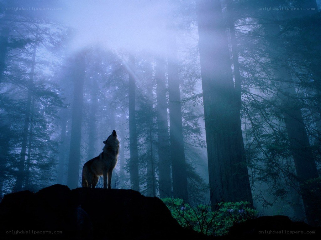 Wolf howling in misty forest