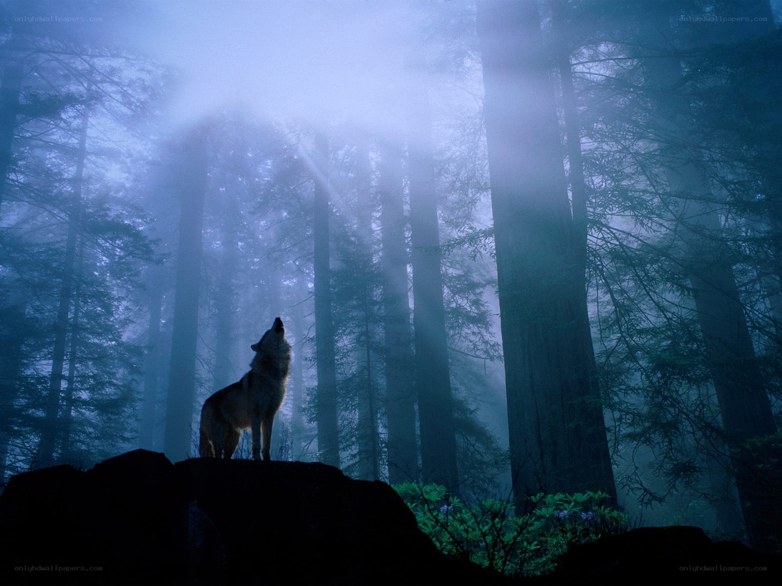 Wolf howling in misty forest