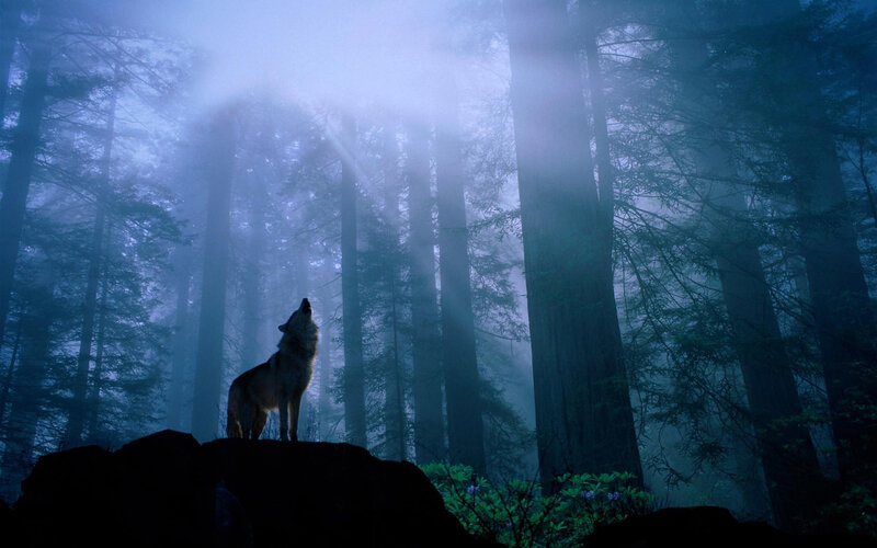 Wolf howling in misty forest