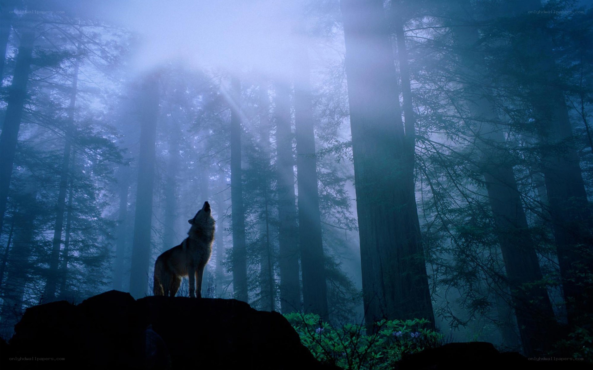 Wolf howling in misty forest