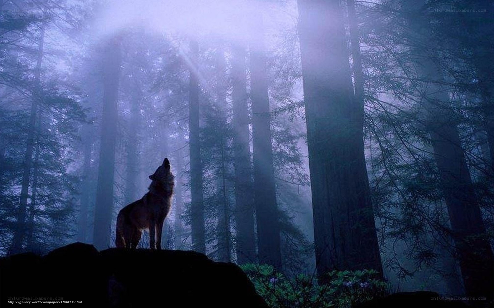 wolf howling in misty forest