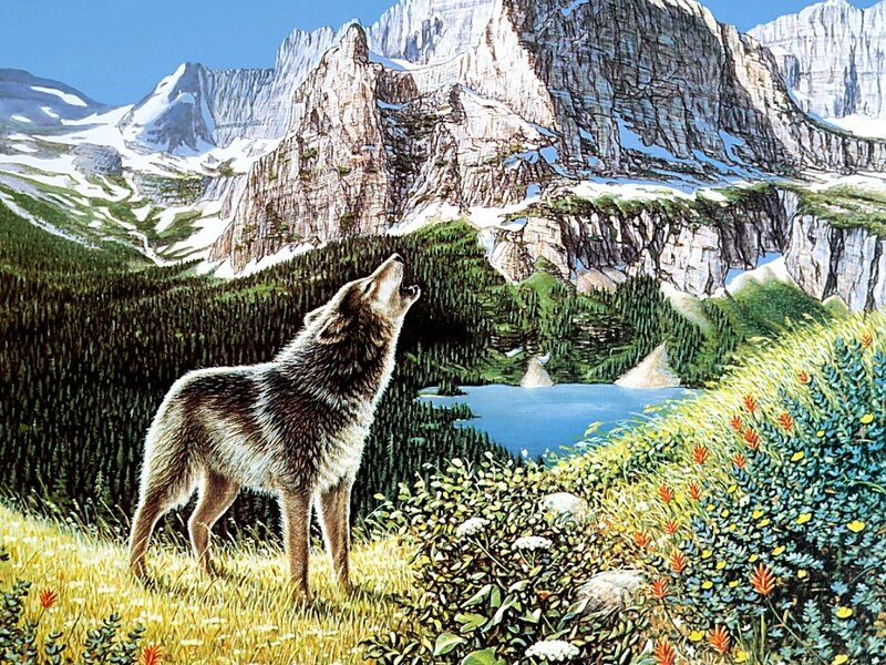 Wolf Howling in Mountains