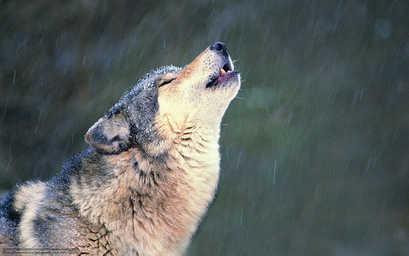 Wolf Howling in Rain — Gray