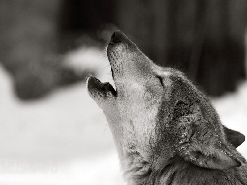 wolf howling in snow