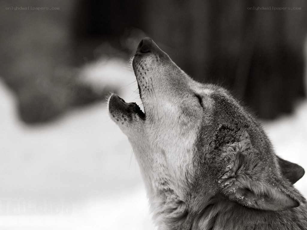wolf howling in snow