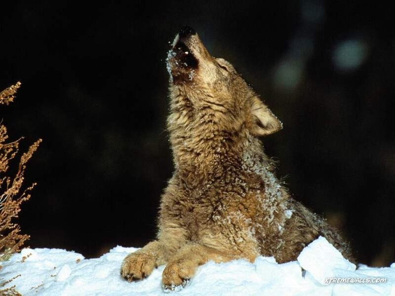 wolf howling in snow