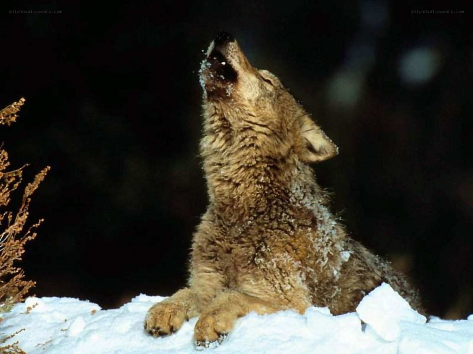wolf howling in snow