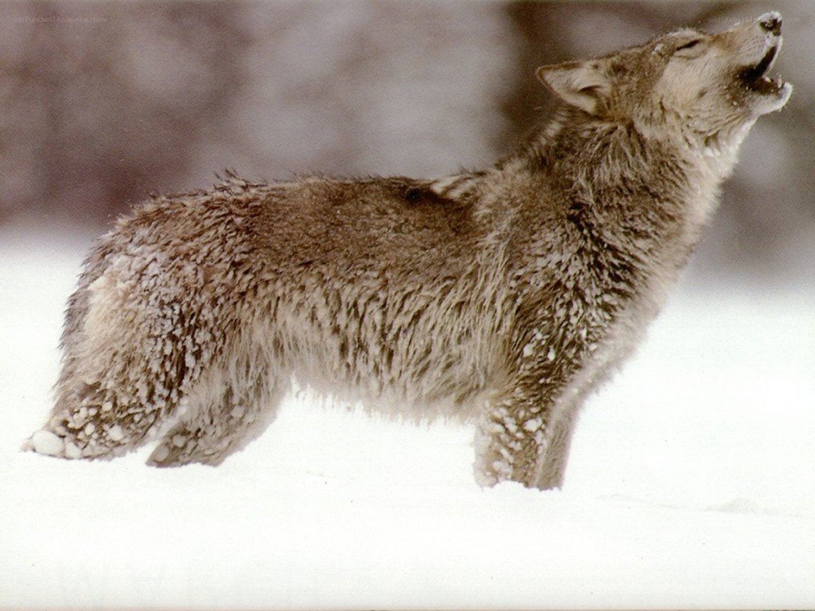 wolf howling in snow