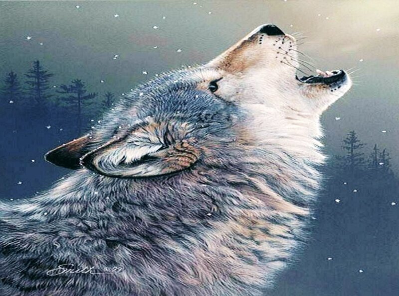 wolf howling in snow