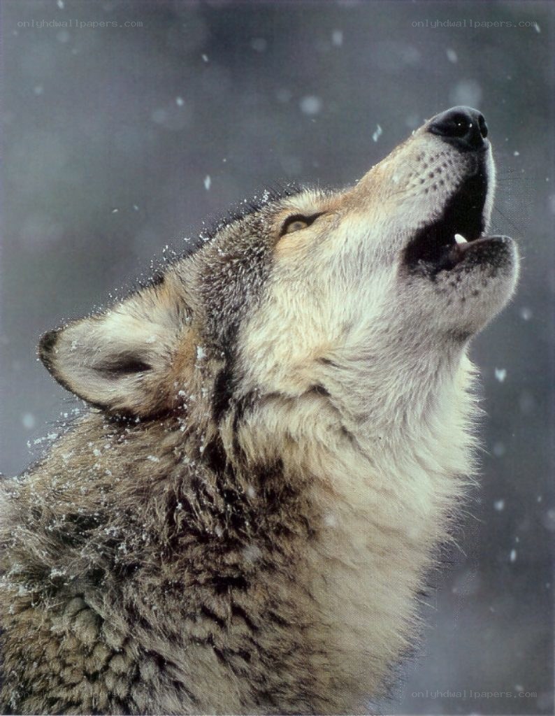 wolf howling in snow