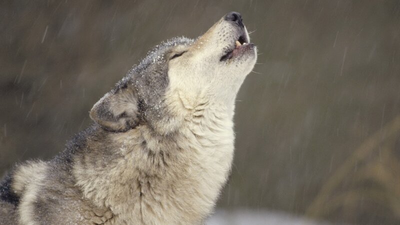 wolf howling in snow