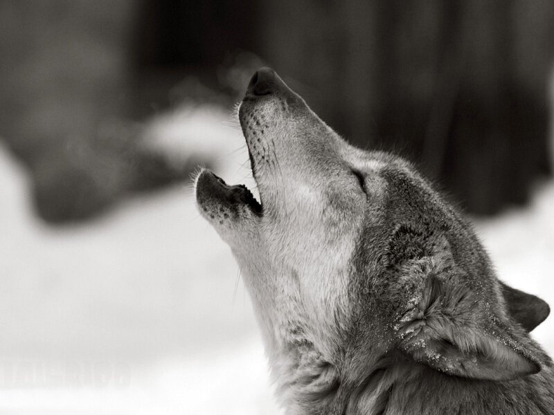Wolf Howling in Snow — Black, Dramatic
