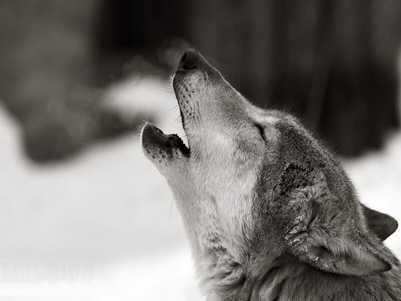 Wolf Howling in Snow — Black, Dramatic, Winter, Photograph, Forest, White