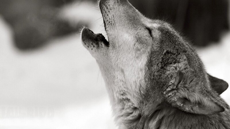 Wolf Howling in Snow — Black, Dramatic, Winter, Photograph