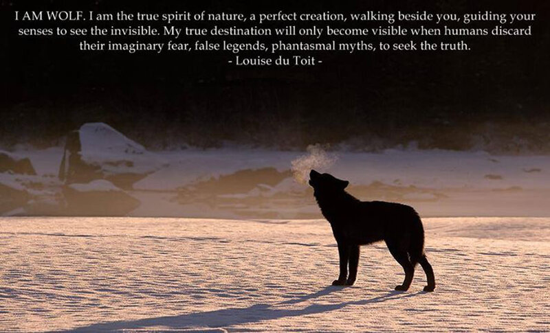 Wolf Howling in Snow — Black, Dramatic, Winter