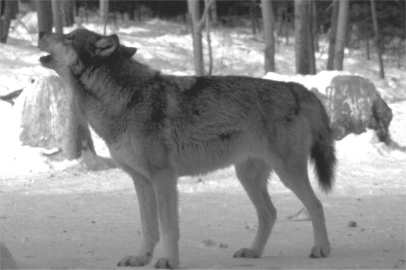 Wolf Howling in Snow — Black