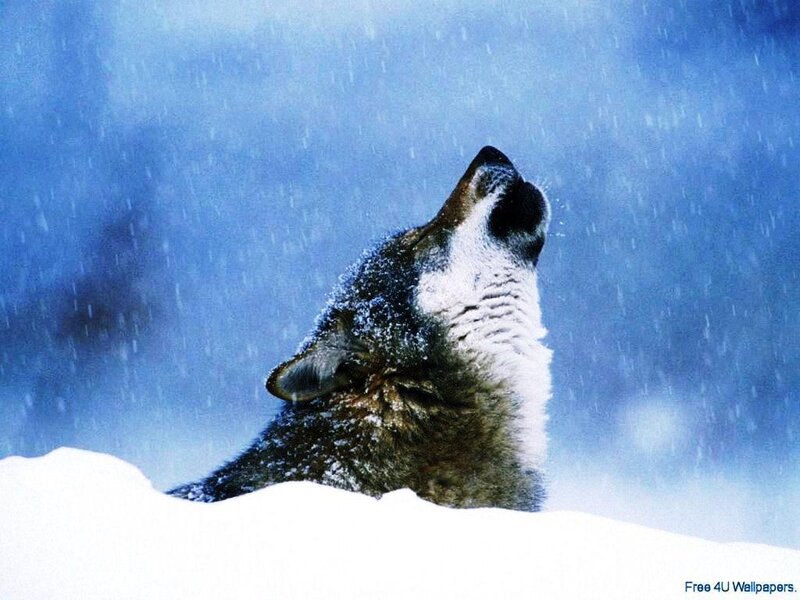 Wolf Howling in Snow — Blue