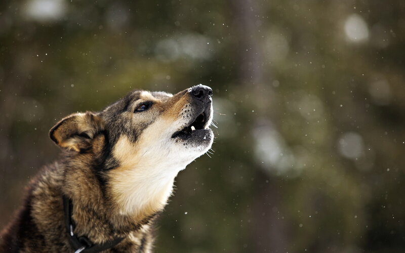 Wolf Howling in Snow — Brown