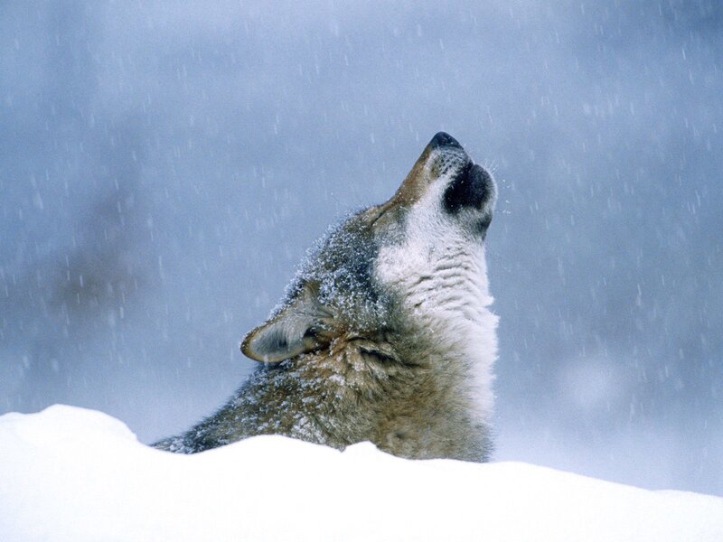 Wolf Howling in Snow — Cold
