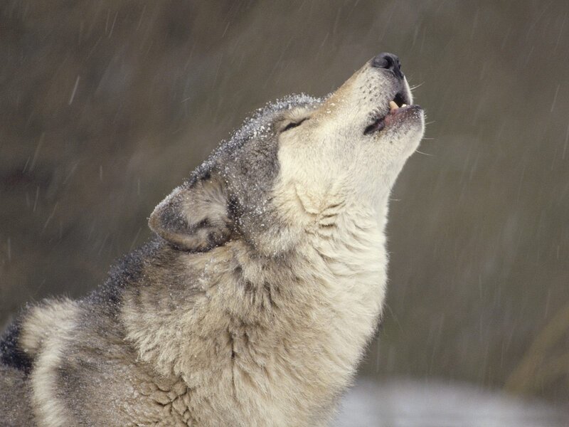 Wolf Howling in Snow — Dramatic