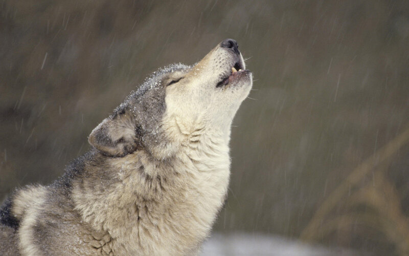 Wolf Howling in Snow — Gray, Dramatic