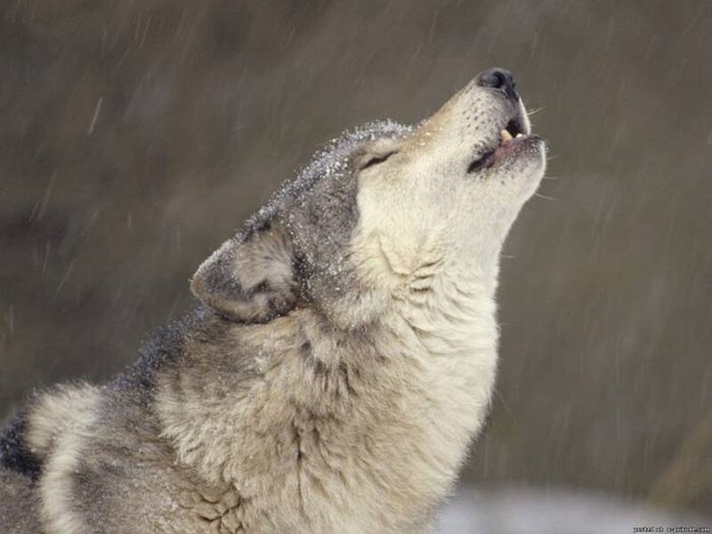 Wolf Howling in Snow — Gray, Dramatic, Winter, Photograph, Sky