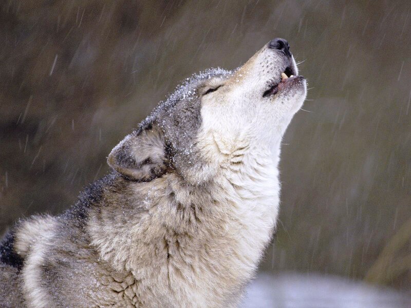 Wolf Howling in Snow — Gray, Dramatic, Winter, Photograph