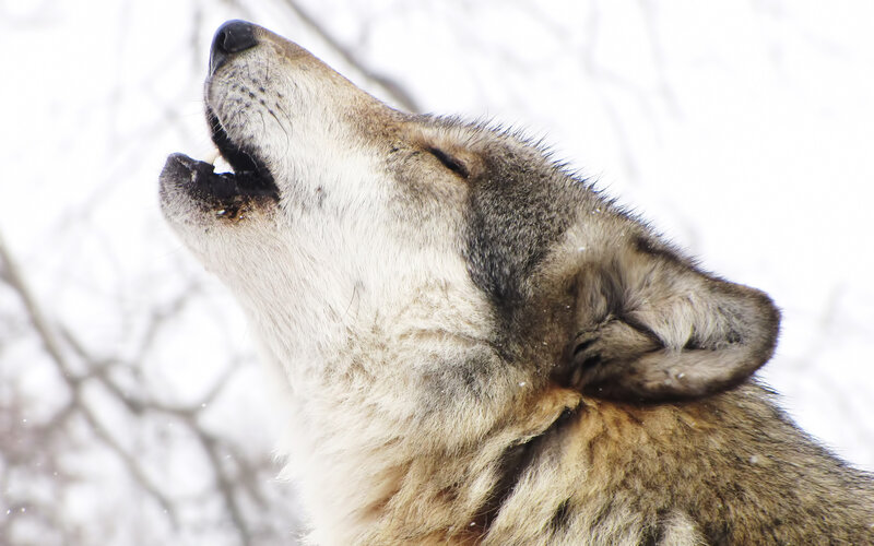 Wolf Howling in Snow — Gray, Dramatic, Winter