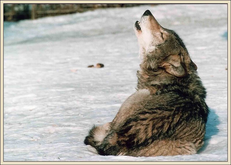 Wolf Howling in Snow — Gray, Solemn
