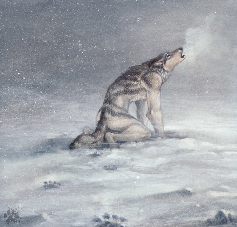 Wolf Howling in Snow — Gray, Solitary