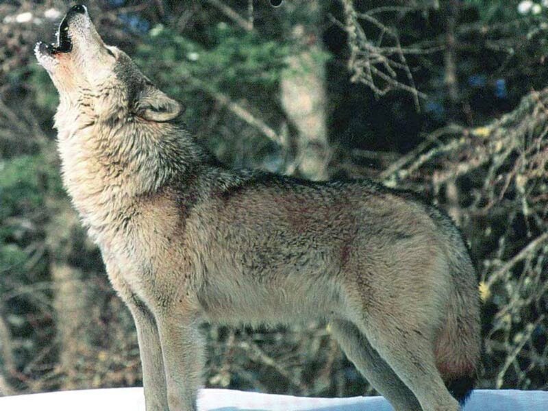 Wolf Howling in Snow — Gray, Wild