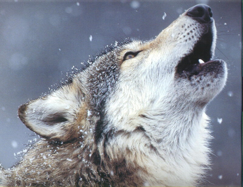 Wolf Howling in Snow — Gray, Winter