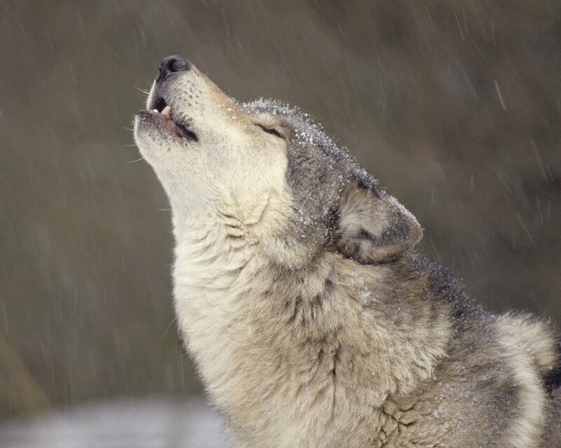 Wolf Howling in Snow — Photograph