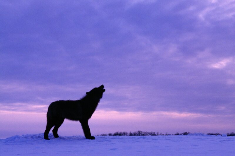 Wolf Howling in Snow — Purple, Dramatic, Winter, Photograph