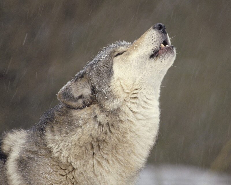 Wolf Howling in Snow — Sky