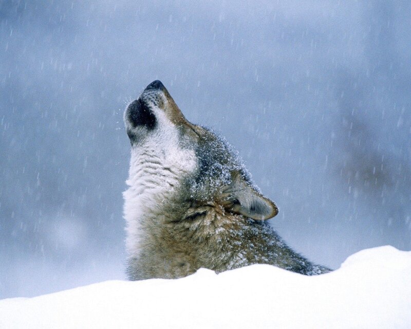 Wolf Howling in Snow — White, Cold, Winter, Photograph, Sky, Gray, Blue