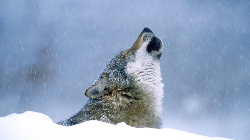 Wolf Howling in Snow — White, Cold, Winter, Photograph, Sky
