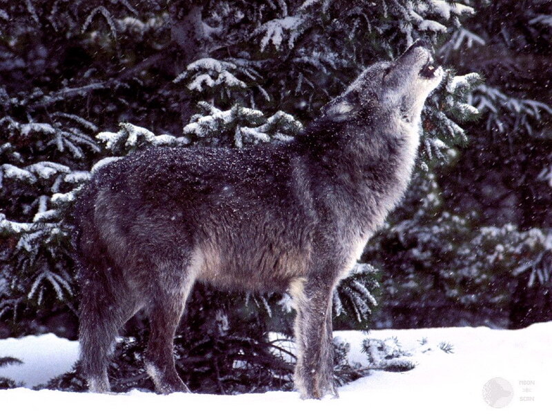 Wolf Howling in Snow — White, Cold, Winter, Photograph