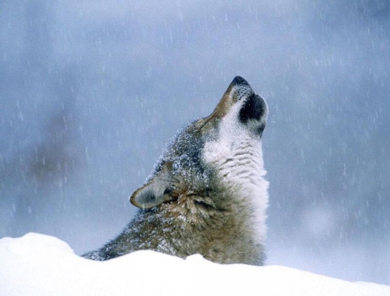 Wolf Howling in Snow — White, Cold, Winter