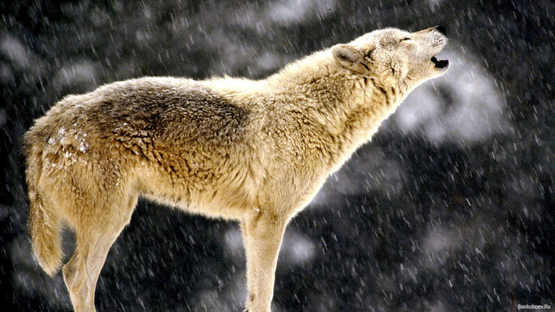 Wolf Howling in Snow — White, Dramatic, Winter, Photograph, Forest