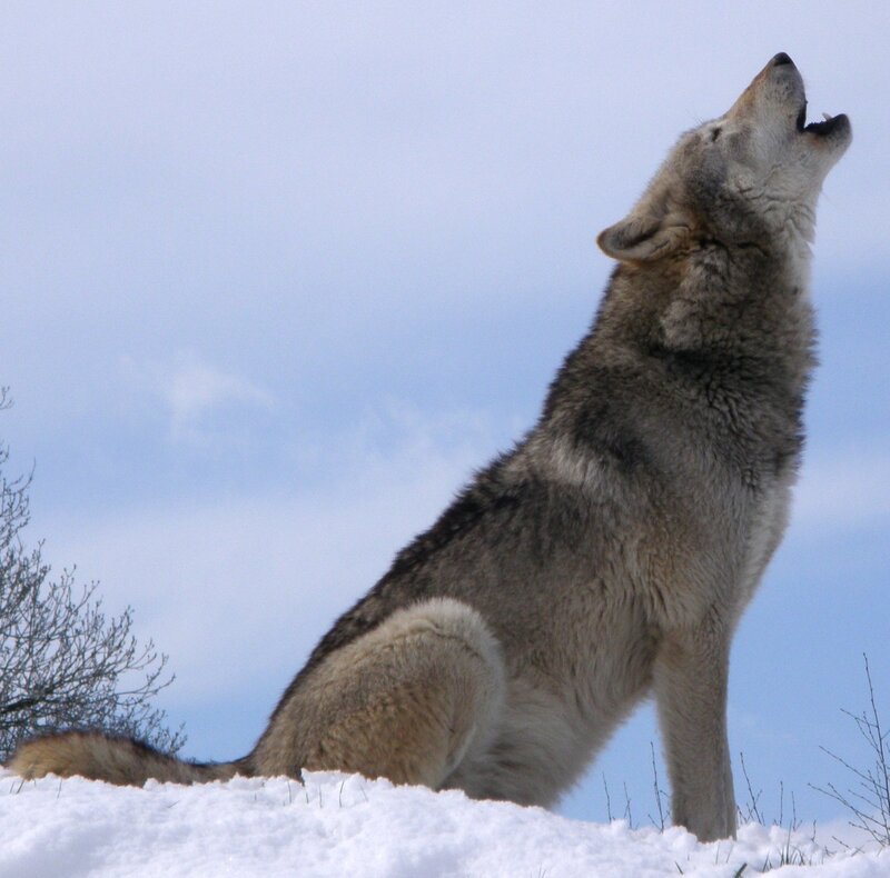 Wolf Howling in Snow — White, Dramatic, Winter, Photograph, Sky, Tree