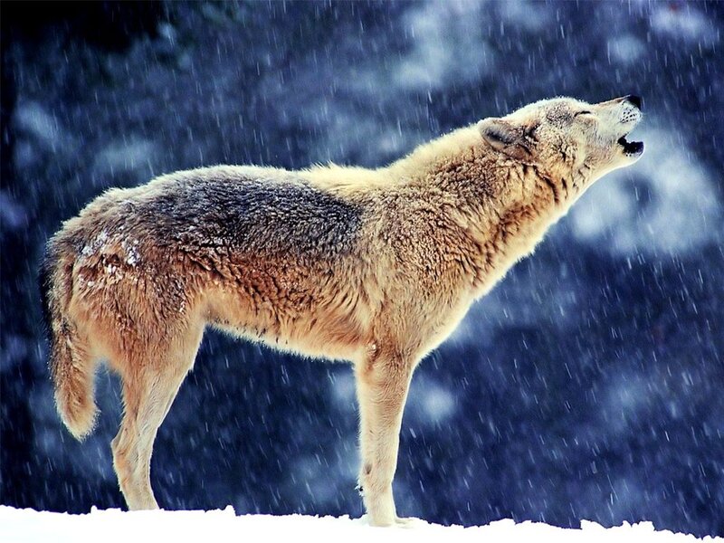 Wolf Howling in Snow — White, Dramatic, Winter, Photograph