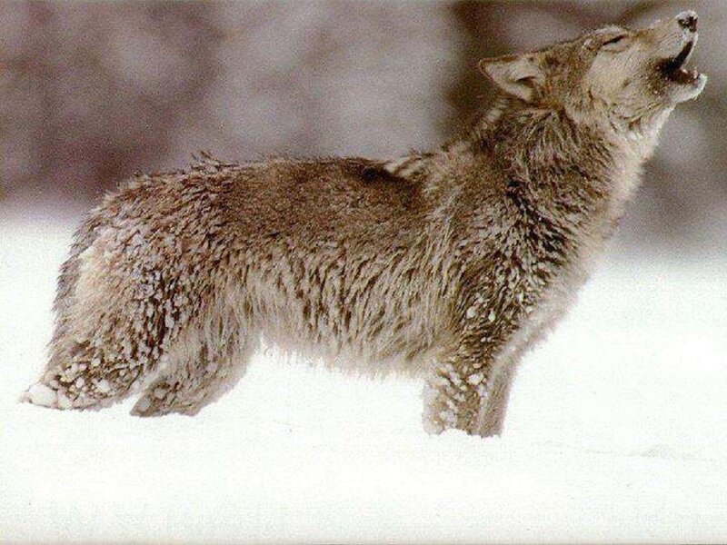 Wolf Howling in Snow — White, Natural