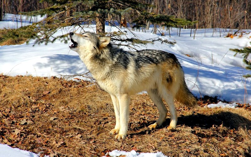 Wolf Howling in Snow — White, Natural, Winter